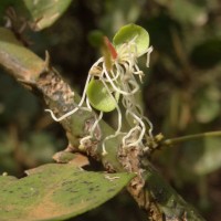 Capparis rotundifolia Rottler